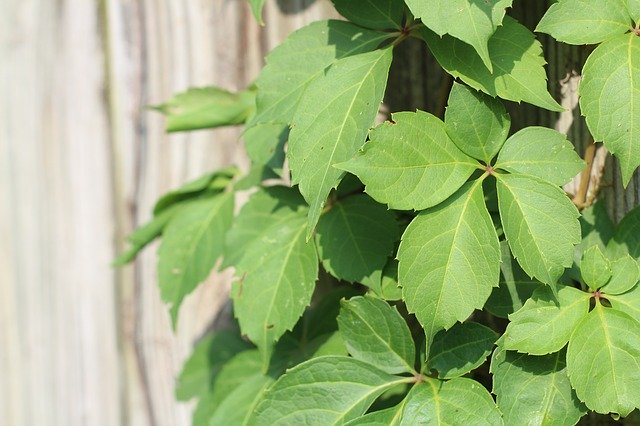 Free download Virginia Creeper Ivy Vine -  free photo or picture to be edited with GIMP online image editor