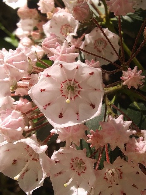 تنزيل Virginia Mountain Laurels Flower مجانًا - صورة مجانية أو صورة ليتم تحريرها باستخدام محرر الصور عبر الإنترنت GIMP