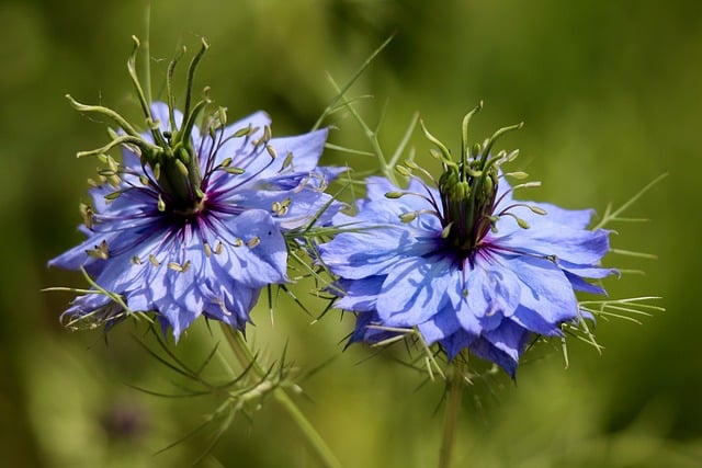 Free download virgin in the green nigella damascena free picture to be edited with GIMP free online image editor