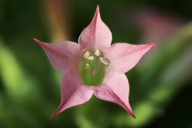 Free download virgin tobacco tobacco blossom calyx free picture to be edited with GIMP free online image editor