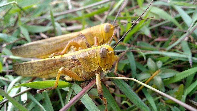 Download gratuito Viridissima Insect Green - foto o immagine gratuita da modificare con l'editor di immagini online di GIMP