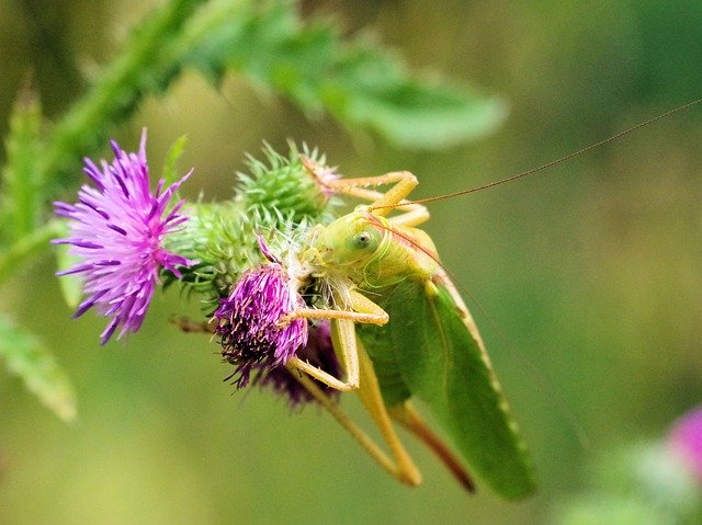 Gratis download Viridissima Insect Nature - gratis foto of afbeelding om te bewerken met GIMP online afbeeldingseditor