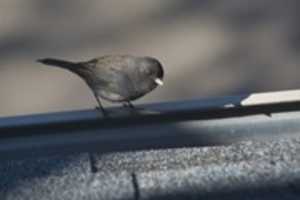 Free download Visitors Outside My Bedroom Window free photo or picture to be edited with GIMP online image editor