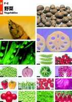 Free download Visual Disk F2 VEGETABLES free photo or picture to be edited with GIMP online image editor
