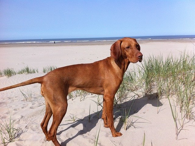 ດາວ​ໂຫຼດ​ຟຣີ vizsla beach dog vizsla vizsla ຮູບ​ພາບ​ຟຣີ​ທີ່​ຈະ​ໄດ້​ຮັບ​ການ​ແກ້​ໄຂ​ທີ່​ມີ GIMP ບັນນາທິການ​ຮູບ​ພາບ​ອອນ​ໄລ​ນ​໌​ຟຣີ