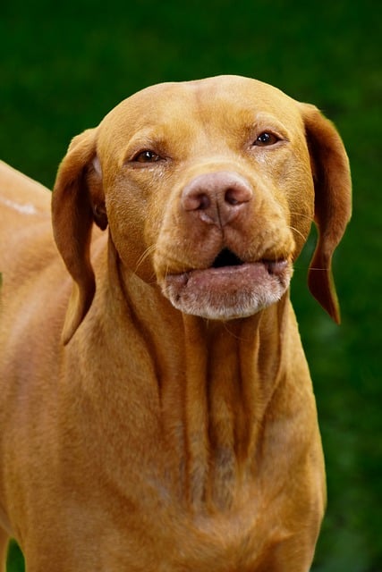 Free download vizsla dog pet animal domestic dog free picture to be edited with GIMP free online image editor