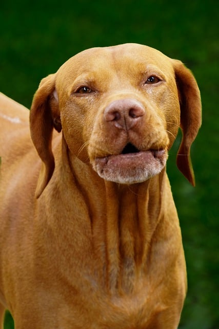 Kostenloser Download Vizsla Hund Haustier Tier Haushund Kostenloses Bild, das mit dem kostenlosen Online-Bildeditor GIMP bearbeitet werden kann