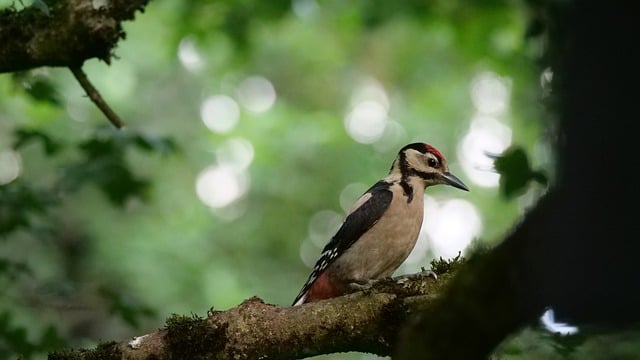Descargue gratis la imagen gratuita del pájaro carpintero Vogel para editar con el editor de imágenes en línea gratuito GIMP