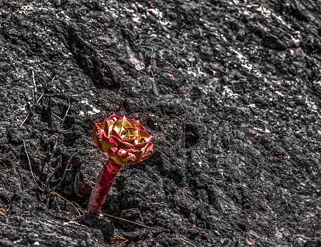 Download gratuito Modello di foto gratuito di Volcanic Rock Plant Nature da modificare con l'editor di immagini online di GIMP