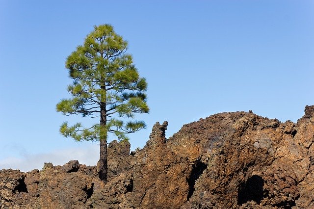 Gratis download Vulkaan Teide Tree - gratis foto of afbeelding om te bewerken met GIMP online afbeeldingseditor