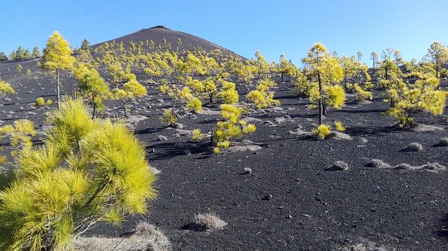 Descărcare gratuită Volcano Tree Nature - fotografie sau imagini gratuite pentru a fi editate cu editorul de imagini online GIMP