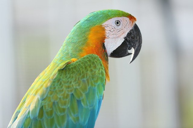 Unduh gratis Vẹt Con Két Colorful Couple Macaws - foto atau gambar gratis untuk diedit dengan editor gambar online GIMP