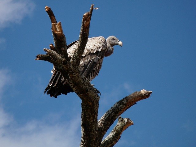Descarga gratuita Vulture Africa Animal - foto o imagen gratuita para editar con el editor de imágenes en línea GIMP