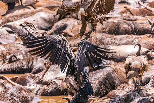 Free download vulture animal safari nature free picture to be edited with GIMP free online image editor