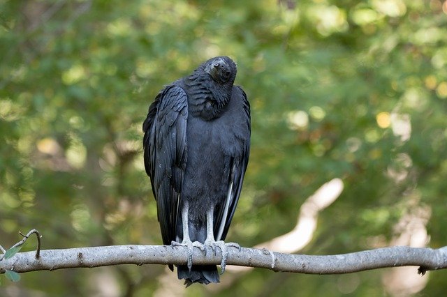 Ücretsiz indir Vulture Bird - GIMP çevrimiçi resim düzenleyici ile düzenlenecek ücretsiz fotoğraf veya resim