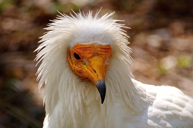 Free download vulture bird animal birds nature free picture to be edited with GIMP free online image editor