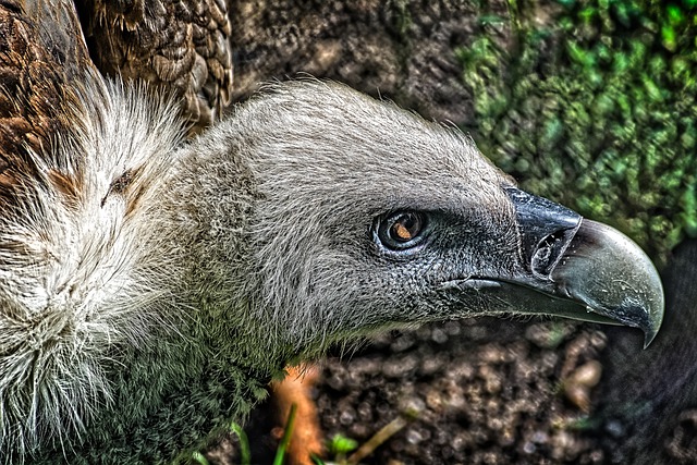 Téléchargement gratuit de l'image gratuite du bec des yeux du détail de la coupe de l'oiseau vautour à éditer avec l'éditeur d'images en ligne gratuit GIMP