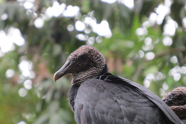 Free download vulture bird feathers nature free picture to be edited with GIMP free online image editor
