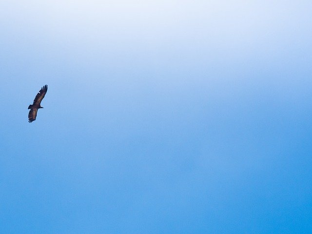 Descărcare gratuită Vulture Bird Sky - fotografie sau imagine gratuită pentru a fi editată cu editorul de imagini online GIMP