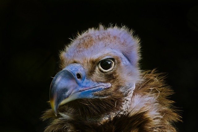 Téléchargement gratuit Vautour Oiseaux Noirs - photo ou image gratuite à modifier avec l'éditeur d'images en ligne GIMP