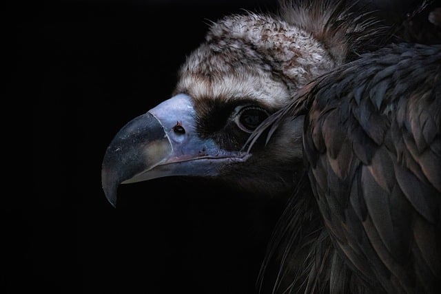 Free download vulture brown vulture bird of prey free picture to be edited with GIMP free online image editor