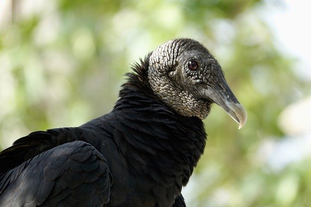 Gratis download Vulture Buzzard Bird - gratis foto of afbeelding om te bewerken met GIMP online afbeeldingseditor