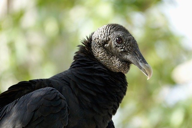 Скачать бесплатно Vulture Buzzard Bird - бесплатное фото или изображение для редактирования с помощью онлайн-редактора изображений GIMP