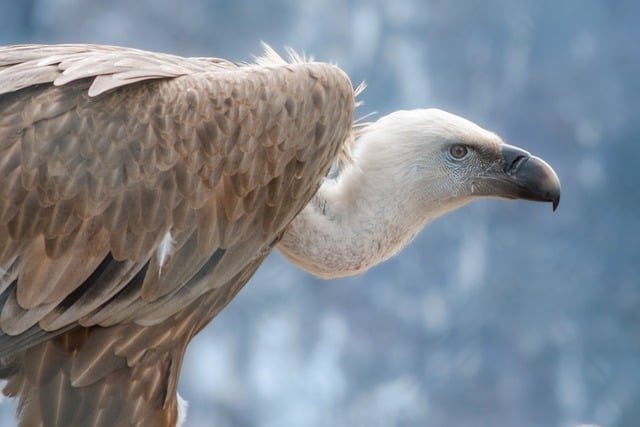 Free download vulture close up head beak plumage free picture to be edited with GIMP free online image editor