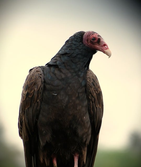 Free download vulture nature bird animal free picture to be edited with GIMP free online image editor