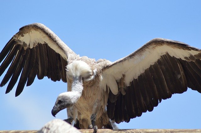 Download gratuito Vulture Raptor Bird: foto o immagine gratuita da modificare con l'editor di immagini online GIMP