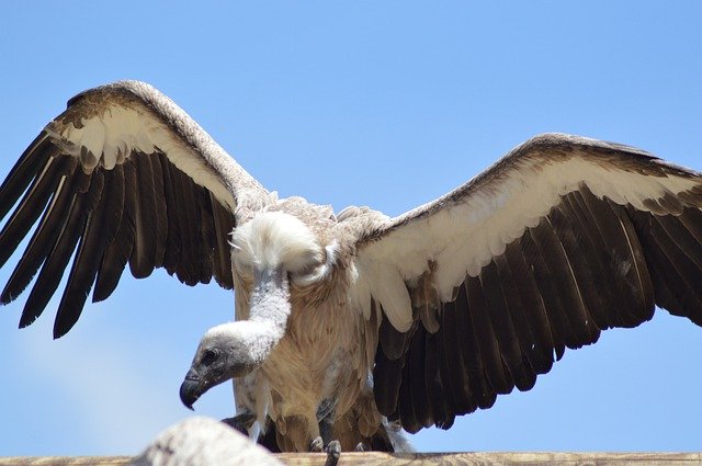 Free download Vulture Raptor Bird -  free photo or picture to be edited with GIMP online image editor