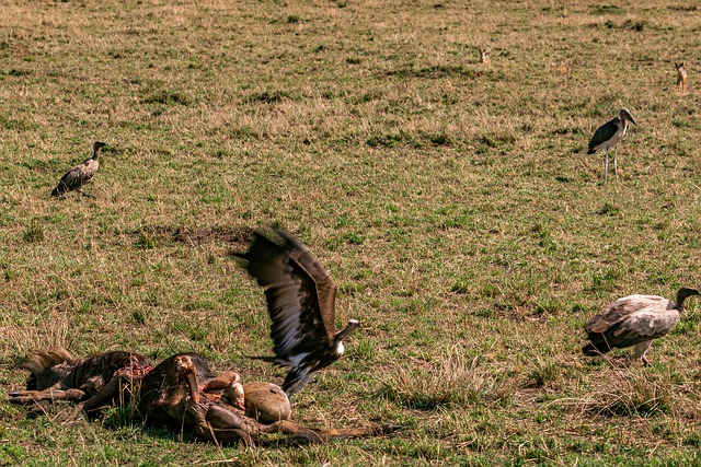 Free download vultures animals free picture to be edited with GIMP free online image editor
