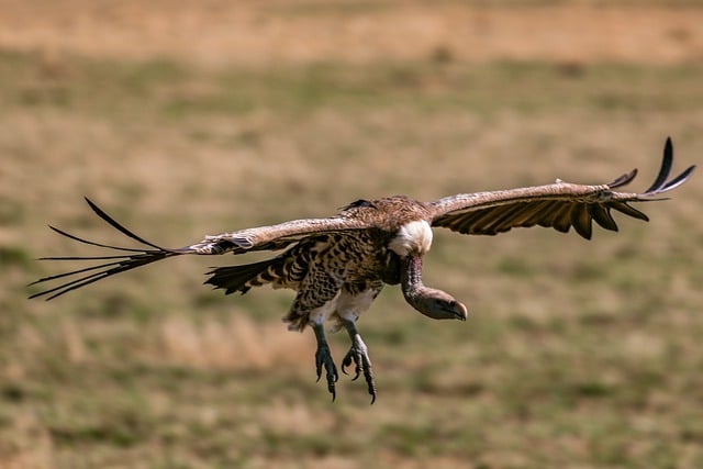 Bezpłatne pobieranie sępów zwierzęce safari natura bezpłatne zdjęcie do edycji za pomocą bezpłatnego edytora obrazów online GIMP