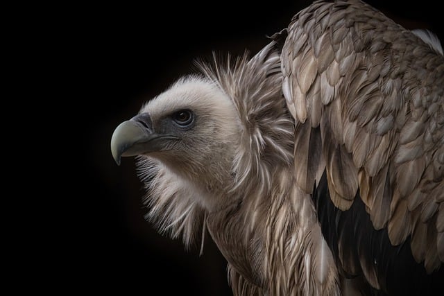 Free download vulture snow griffon griffon free picture to be edited with GIMP free online image editor