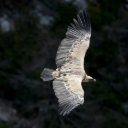 VULTURE THEME  screen for extension Chrome web store in OffiDocs Chromium