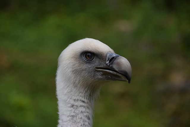 Free download vulture wildlife park wild animal free picture to be edited with GIMP free online image editor