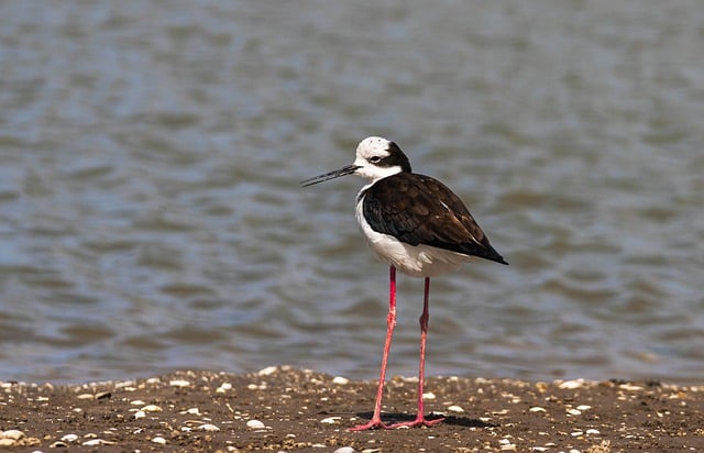 Free download wader stilt mexican himantopus free picture to be edited with GIMP free online image editor