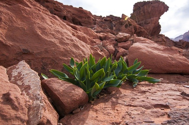 تنزيل Wadirum Desert Jordan مجانًا - صورة مجانية أو صورة مجانية لتحريرها باستخدام محرر الصور عبر الإنترنت GIMP