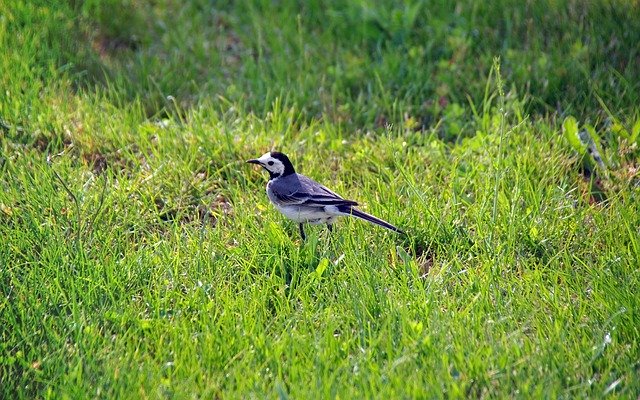 Free picture Wagtail Bird Nature -  to be edited by GIMP free image editor by OffiDocs