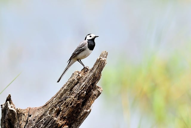 Free download wagtail bird ornithology species free picture to be edited with GIMP free online image editor