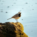 WAGTAIL Theme  screen for extension Chrome web store in OffiDocs Chromium