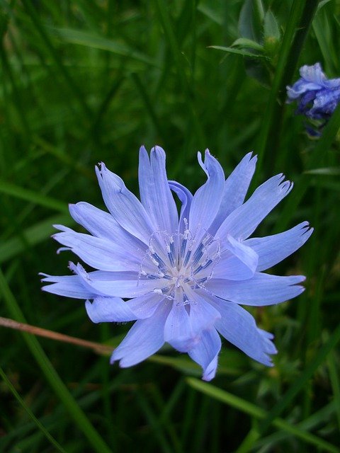 Free download wait away blue b blossom bloom free picture to be edited with GIMP free online image editor