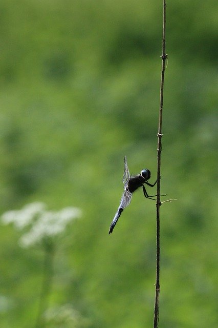 دانلود رایگان Ważka Dragonflies Insect - عکس یا تصویر رایگان قابل ویرایش با ویرایشگر تصویر آنلاین GIMP