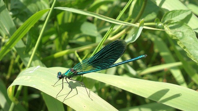 Скачать бесплатно Ważka Stab Insect - бесплатное фото или изображение для редактирования с помощью онлайн-редактора изображений GIMP