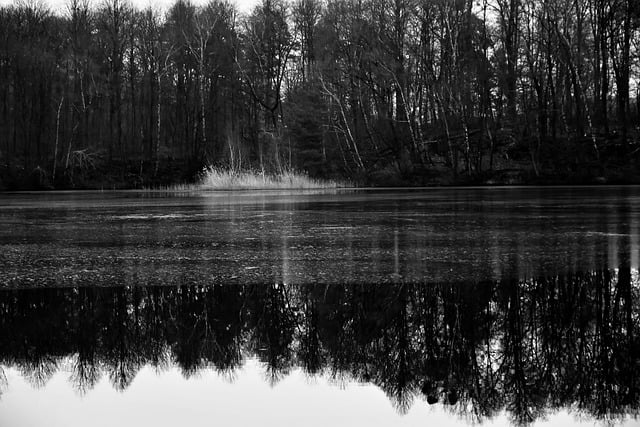 Free download waldsee lake forest trees free picture to be edited with GIMP free online image editor