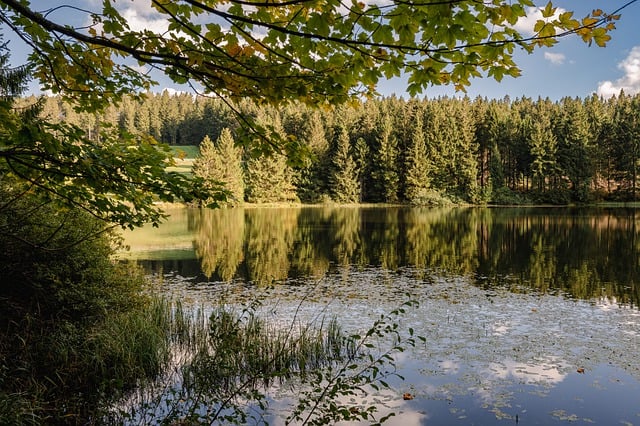 Free download waldsee nature landscape water free picture to be edited with GIMP free online image editor