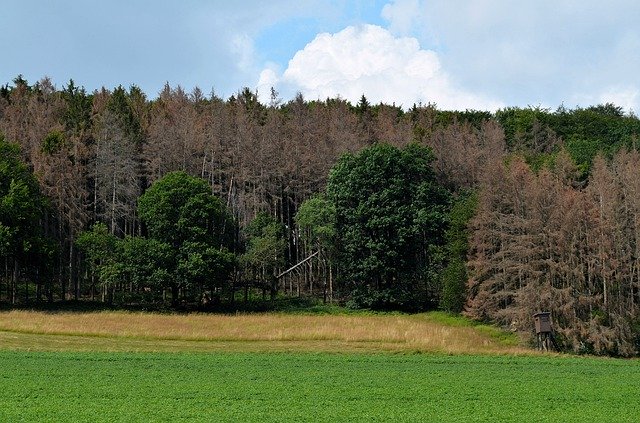 Free download Waldsterben Dead Plant Dying Tree -  free photo or picture to be edited with GIMP online image editor