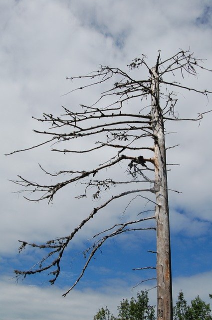 Descărcare gratuită Waldsterben Tree Dead - fotografie sau imagine gratuită pentru a fi editată cu editorul de imagini online GIMP