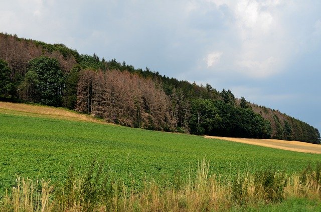 Descărcare gratuită Waldsterben Tree Dead Plant Dying - fotografie sau imagine gratuită pentru a fi editată cu editorul de imagini online GIMP