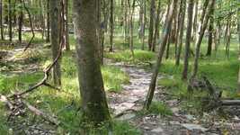 Free download Walk Forest Path -  free video to be edited with OpenShot online video editor